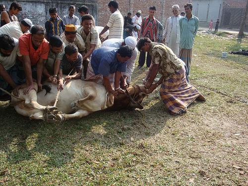 কোরবানী মানে শুধু পশুহত্যা নয়, মনের পশু হত্যা করাই আসল মাহত্ব