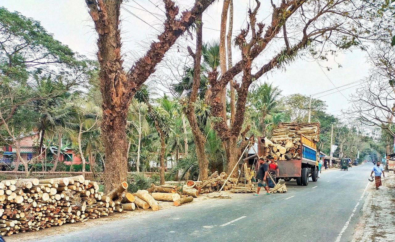 রাজাপুরে আঞ্চলিক মহাসড়ক জুড়ে গাছের গুড়ির ব্যবসা জমজমাট, প্রায়ই ঘটে দূর্ঘটনা