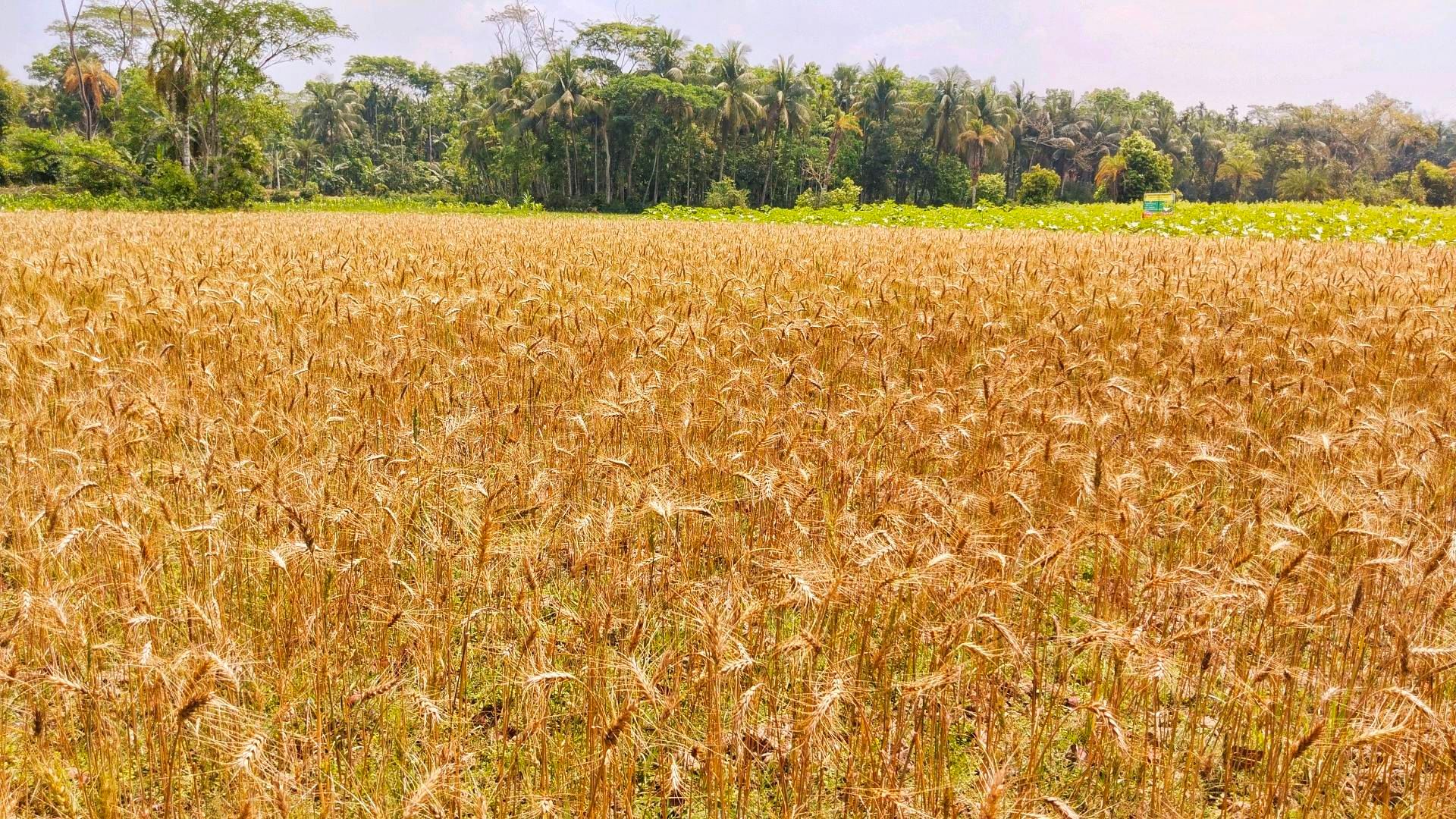 রাজাপুরে গমের বাম্পার ফলনে কৃষকের মুখে হাসি