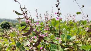 সীতাকুণ্ডে শিমের বাম্পার ফলন চাষিরা খুশী