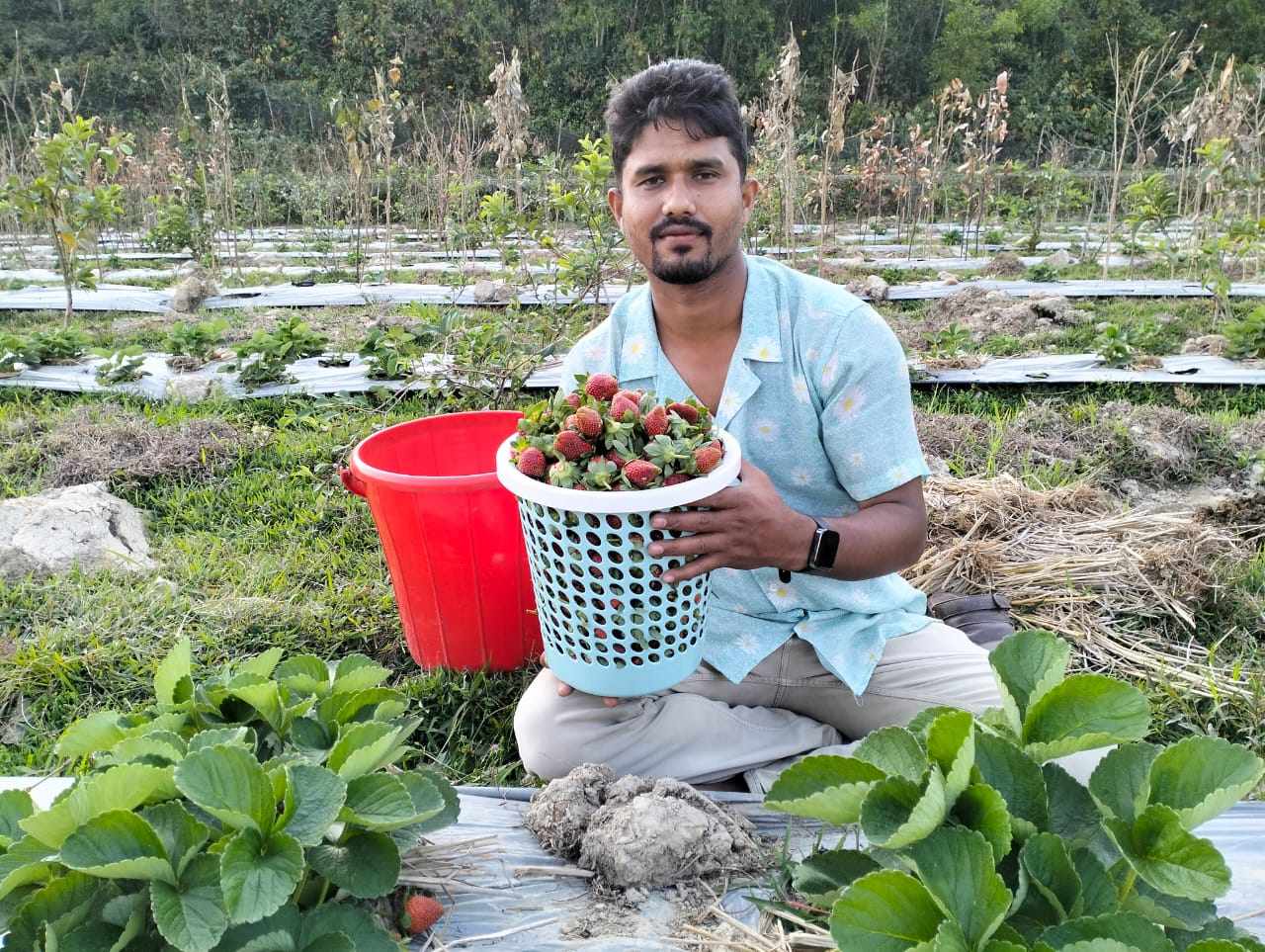কক্সবাজারের রামুতে স্ট্রবেরি চাষে সফলতা আরিফুর রহমানের 
