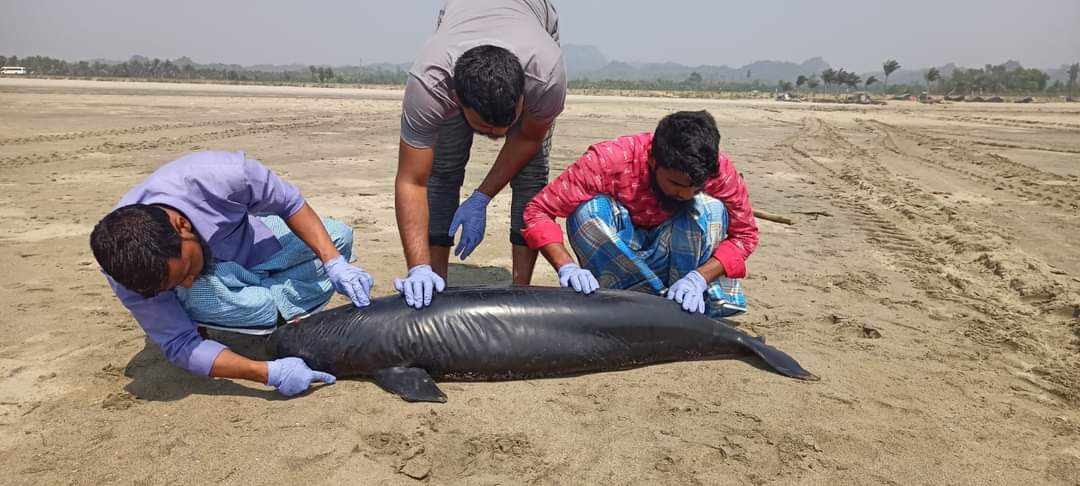 এবার কক্সবাজারে মৃত মা কাছিমের সাথে ভেসে এলো পরপইস