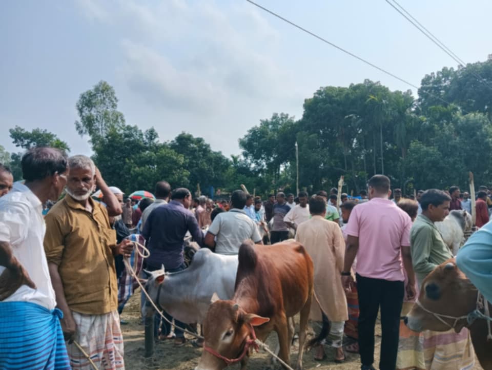 রংপুরে কুরবানীর ঈদকে ঘিরে জমে উঠেছে পশুর হাট