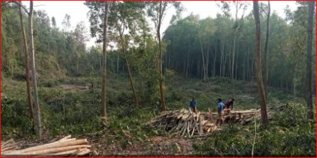 পদুয়া ফরেস্ট চেক ষ্টেশন যেন অবৈধ চাঁদা তোলার বৈধ ঘাট